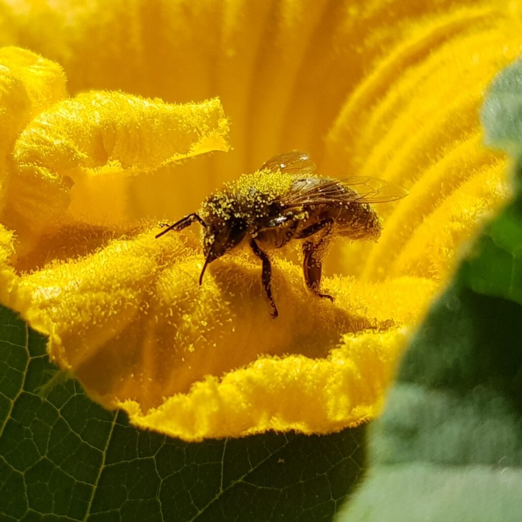 abeja flor polen